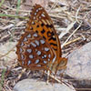 Aphrodite Fritillary
