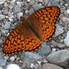 Atlantis Fritillary