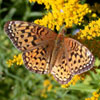 Atlantis Fritillary