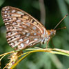 Atlantis Fritillary