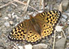 Atlantis Fritillary