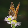 Atlantis Fritillary