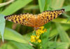 Atlantis Fritillary