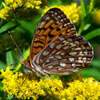 Atlantis Fritillary