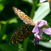 Atlantis Fritillary
