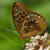 Great Spangled Fritillary