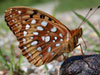 Great Spangled Fritillary
