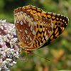 Great Spangled Fritillary