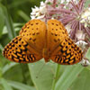 Great Spangled Fritillary
