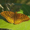 Great Spangled Fritillary