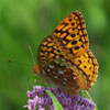 Great Spangled Fritillary