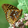Great Spangled Fritillary