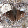 Southern Cloudywing