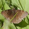 Southern Cloudywing