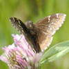 Southern Cloudywing