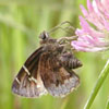 Southern Cloudywing
