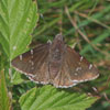Southern Cloudywing