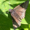 Northern Cloudywing