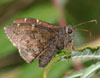 Northern Cloudywing