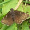 Northern Cloudywing