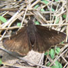 Northern Cloudywing