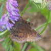 Northern Cloudywing
