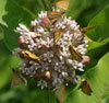 European Skipper
