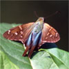 Long-tailed Skipper