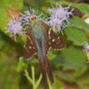 Long-tailed Skipper