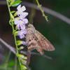 Long-tailed Skipper