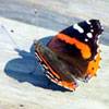 Red Admiral