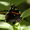 Red Admiral