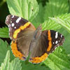 Red Admiral