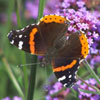 Red Admiral