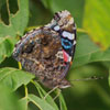 Red Admiral