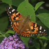 Painted Lady