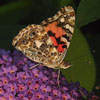 Painted Lady