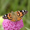 Painted Lady