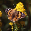 Painted Lady