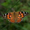 Painted Lady