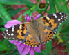 Painted Lady