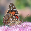 Painted Lady